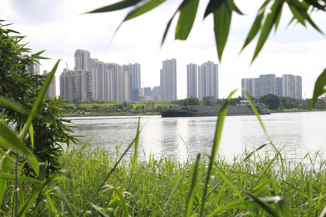 竹林紧挨东平河。.JPG