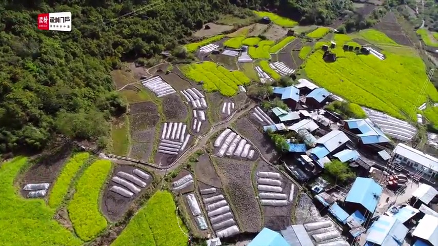 察隅河畔，格桑花开｜看深圳如何绘就察隅乡村振兴新画卷
