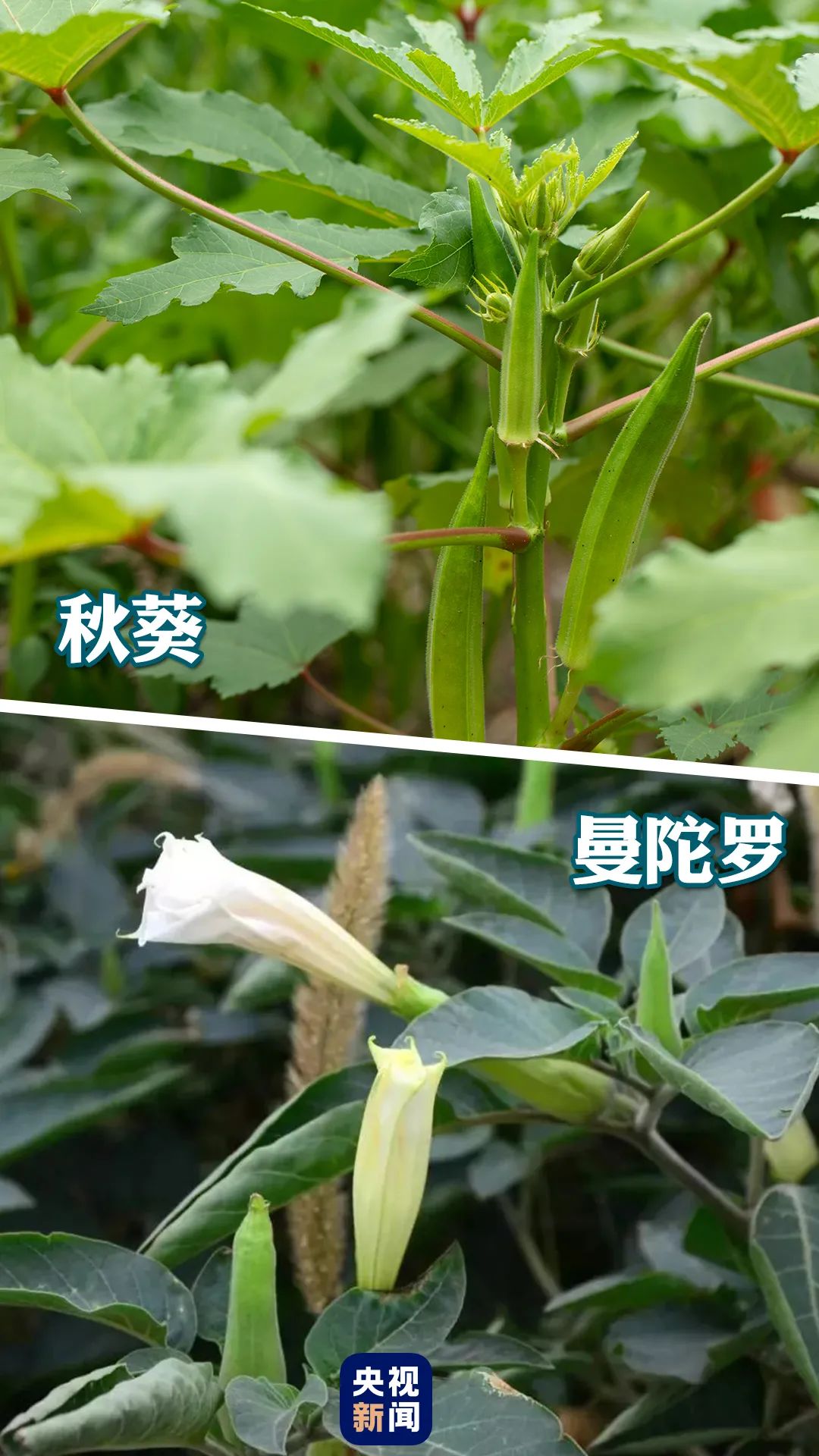 秋葵vs曼陀罗.jpg