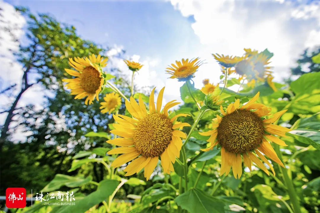 当顺德加上夏日滤镜,是心动啊→