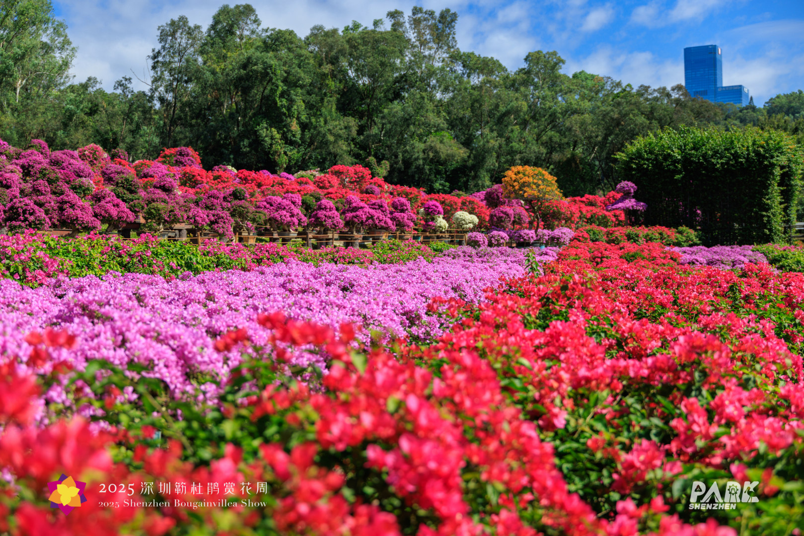 多图直击，2025深圳簕杜鹃赏花周全城绽放