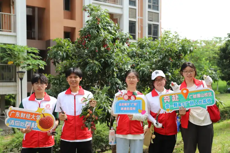 别人家的大学！荔枝熟了，广东财经大学佛山校区师生齐采摘