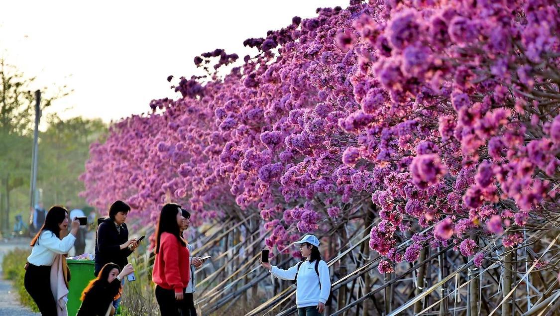 大塘镇百亩紫花风铃木灿烂绽放,吸引了不少市民和游客前往花海打卡。区档案馆李东摄.jpg