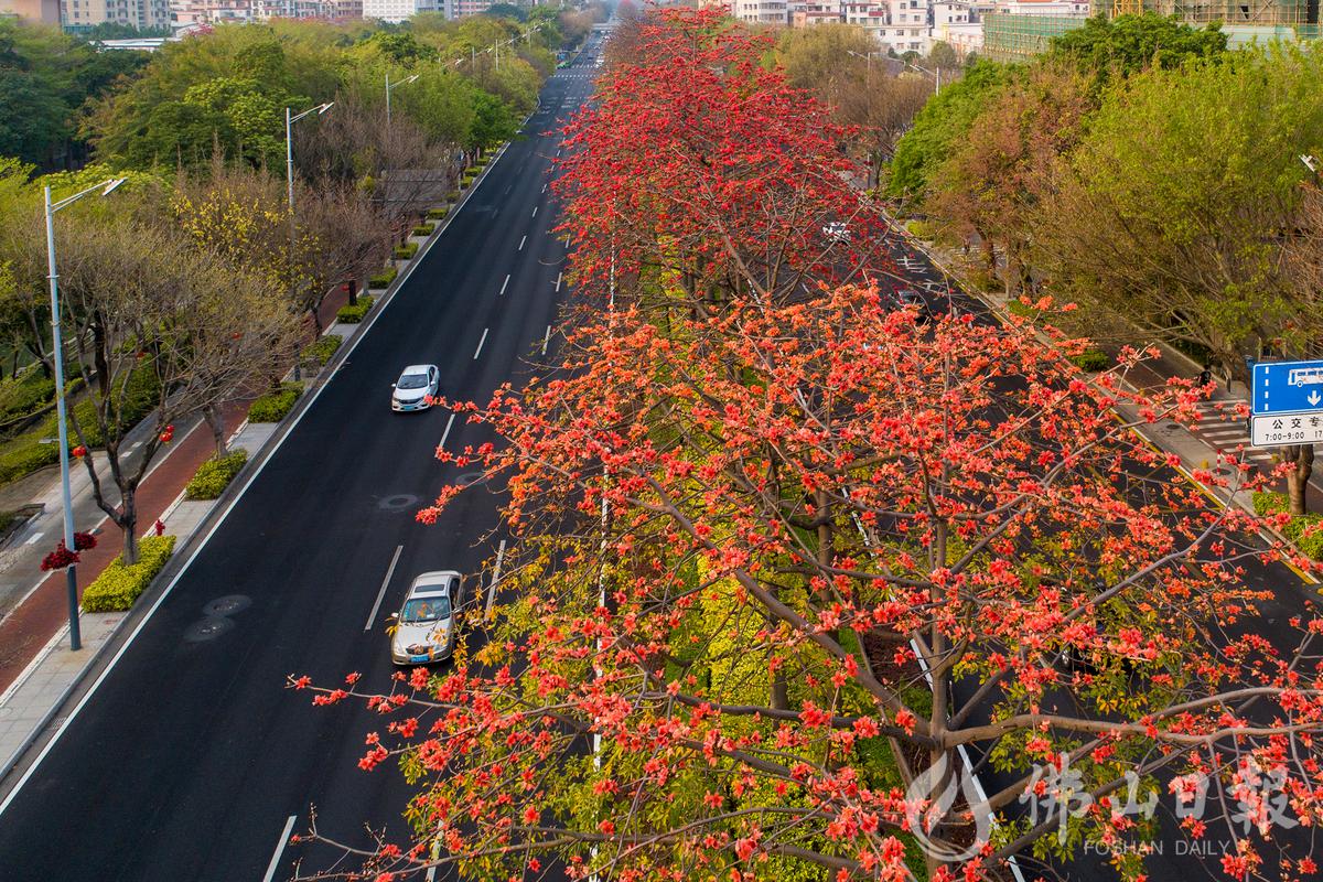 2月23日，从空中俯瞰岭南大道，木棉树近期陆续开出灿烂的花朵，远远望去，一树的橙红，格外醒目。/佛山日报记者符诗贺摄