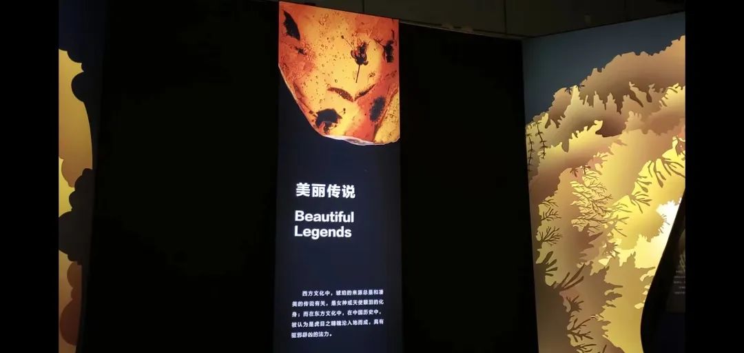 扉页藏品:知隐博物馆馆藏琥珀现身展厅正门左侧海报封面.jpg