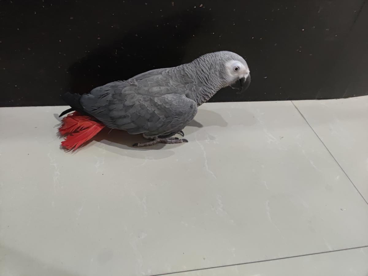 刺猬、非洲灰鹦鹉接连在禅城现身，警民合力妥善保护