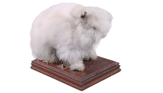 安哥拉兔标本 北京自然博物馆.png