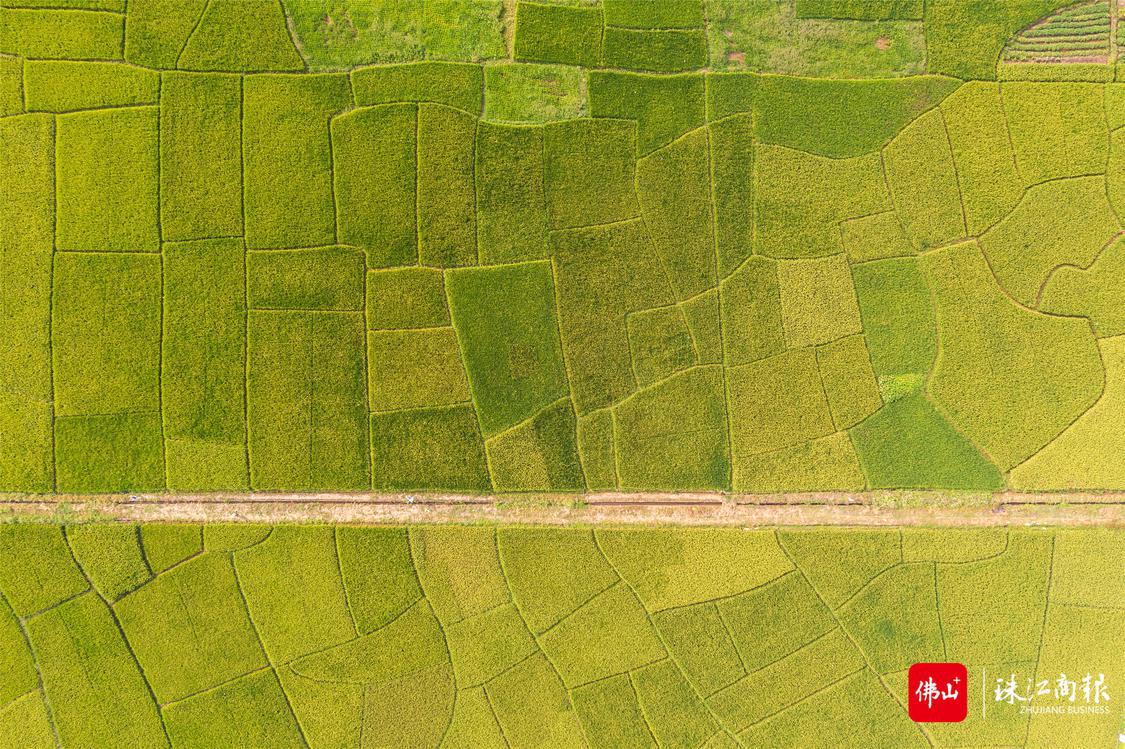 沃土良田撒下"致富种",顺德帮扶工作组积极助推怀集产业振兴