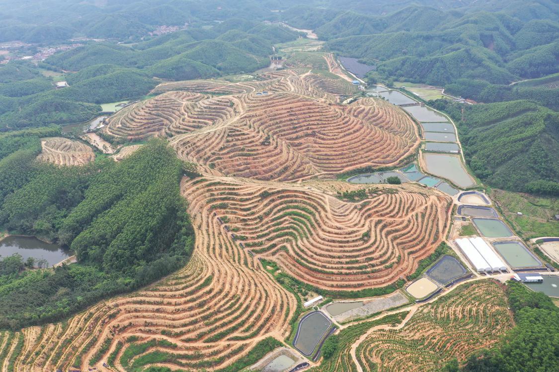 彭添雄服务的800亩林地 高明融媒记者 任家文摄.JPG