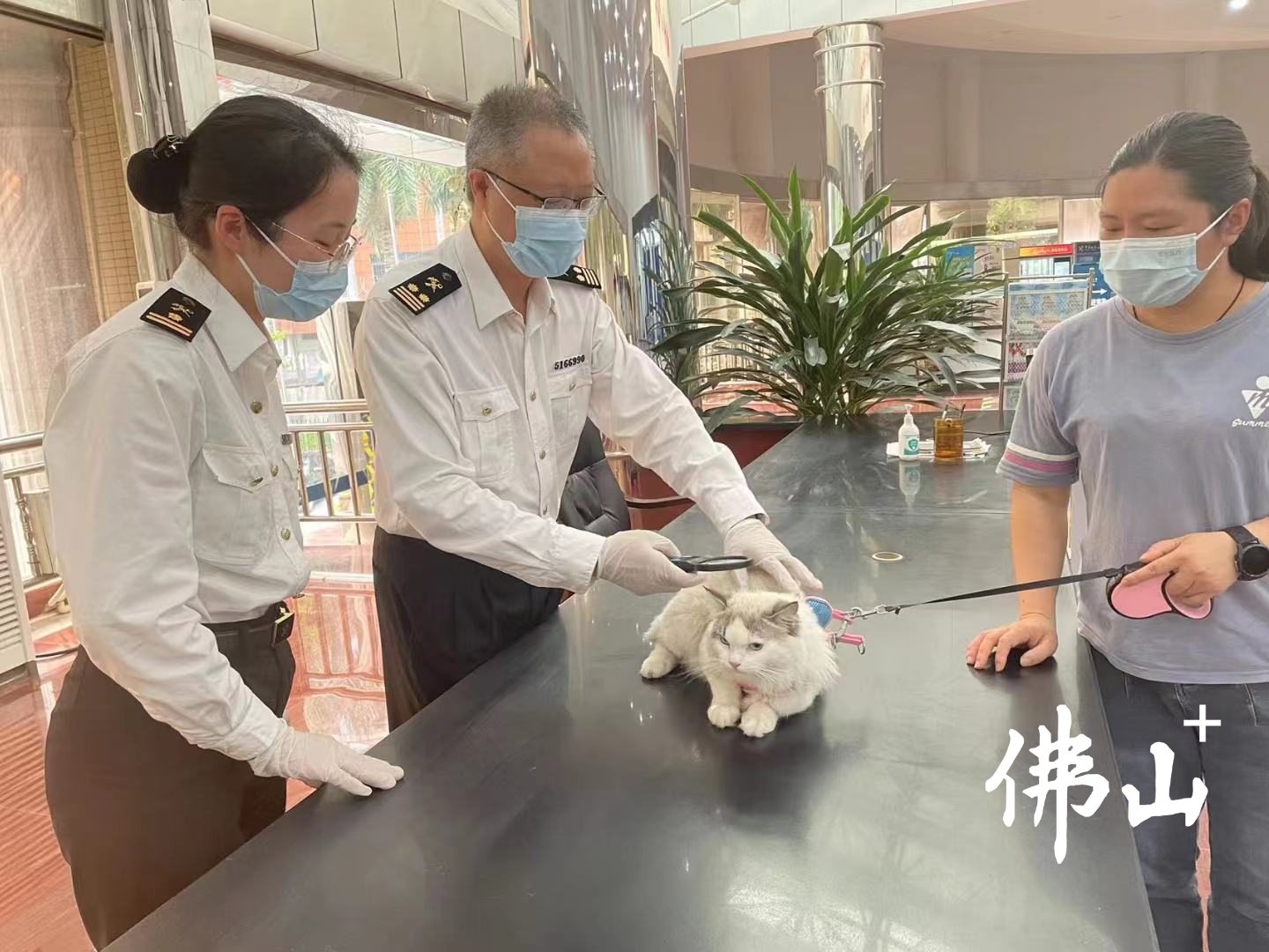 佛山海关驻三水办事处关员正在为宠物开展检疫工作。部门供图.jpg