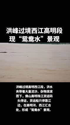 行摄视频㉔丨洪峰过境西江高明段 现“鸳鸯水”景观