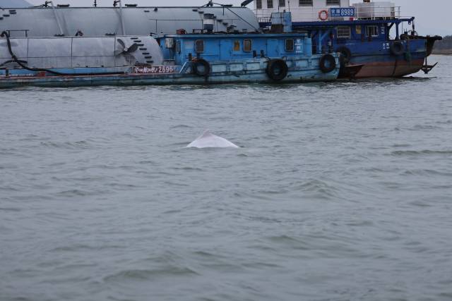 白海豚1.jpg