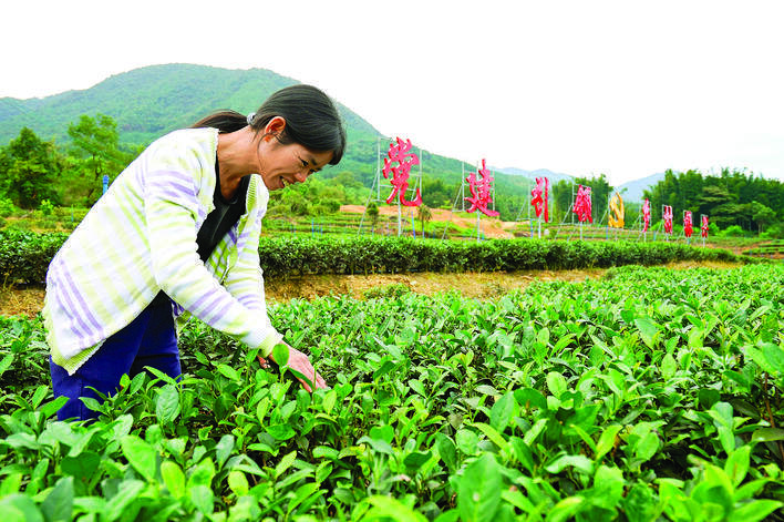 地派镇陈洞村茶园,农户查看茶叶长势。 惠州日报记者汤渝杭 摄 地派镇陈洞村茶园,农户查看茶叶长势。 惠州日报记者汤渝杭 摄