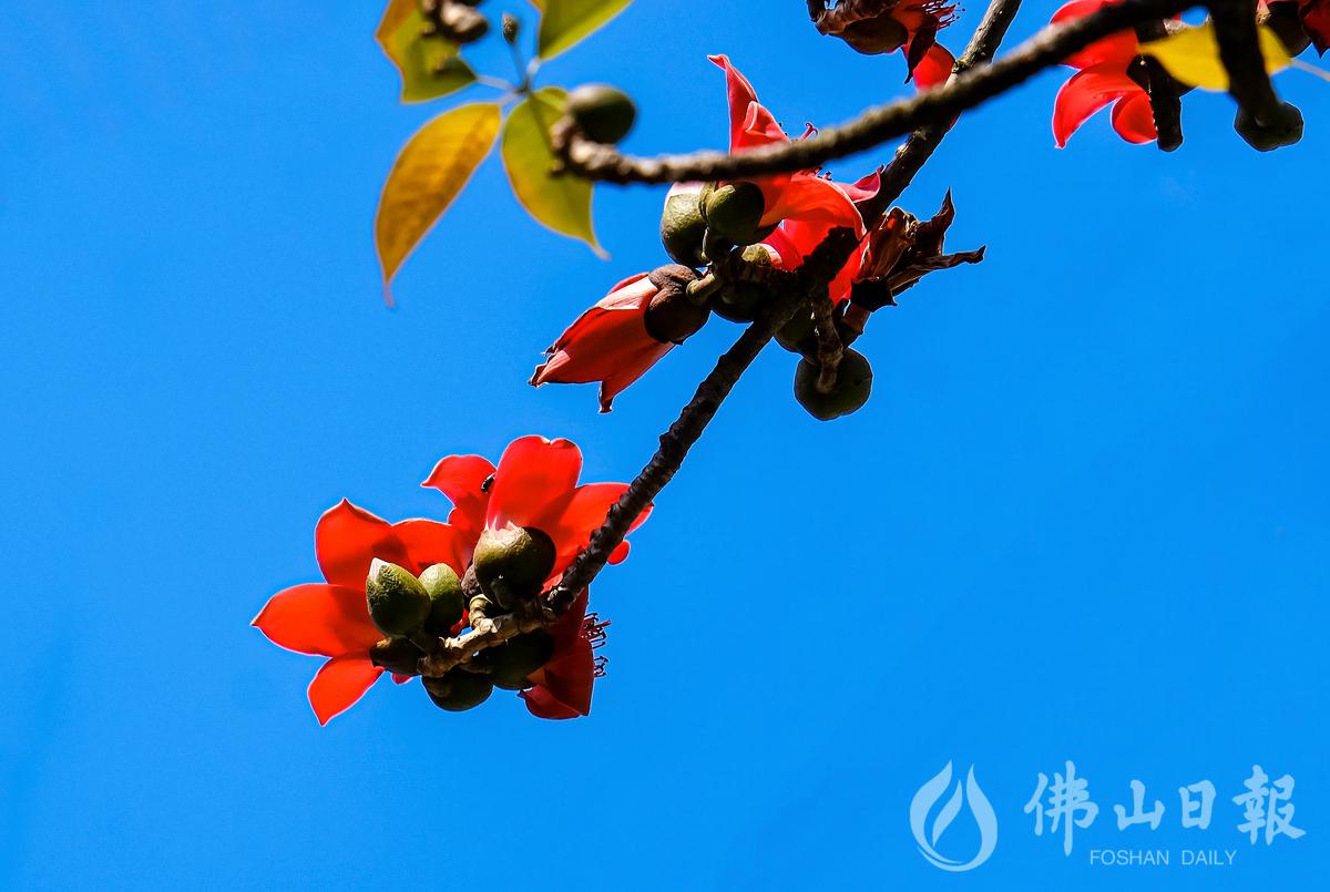 2月15日，蓝天下的红棉。/佛山日报摄影俱乐部影友杨卫红摄