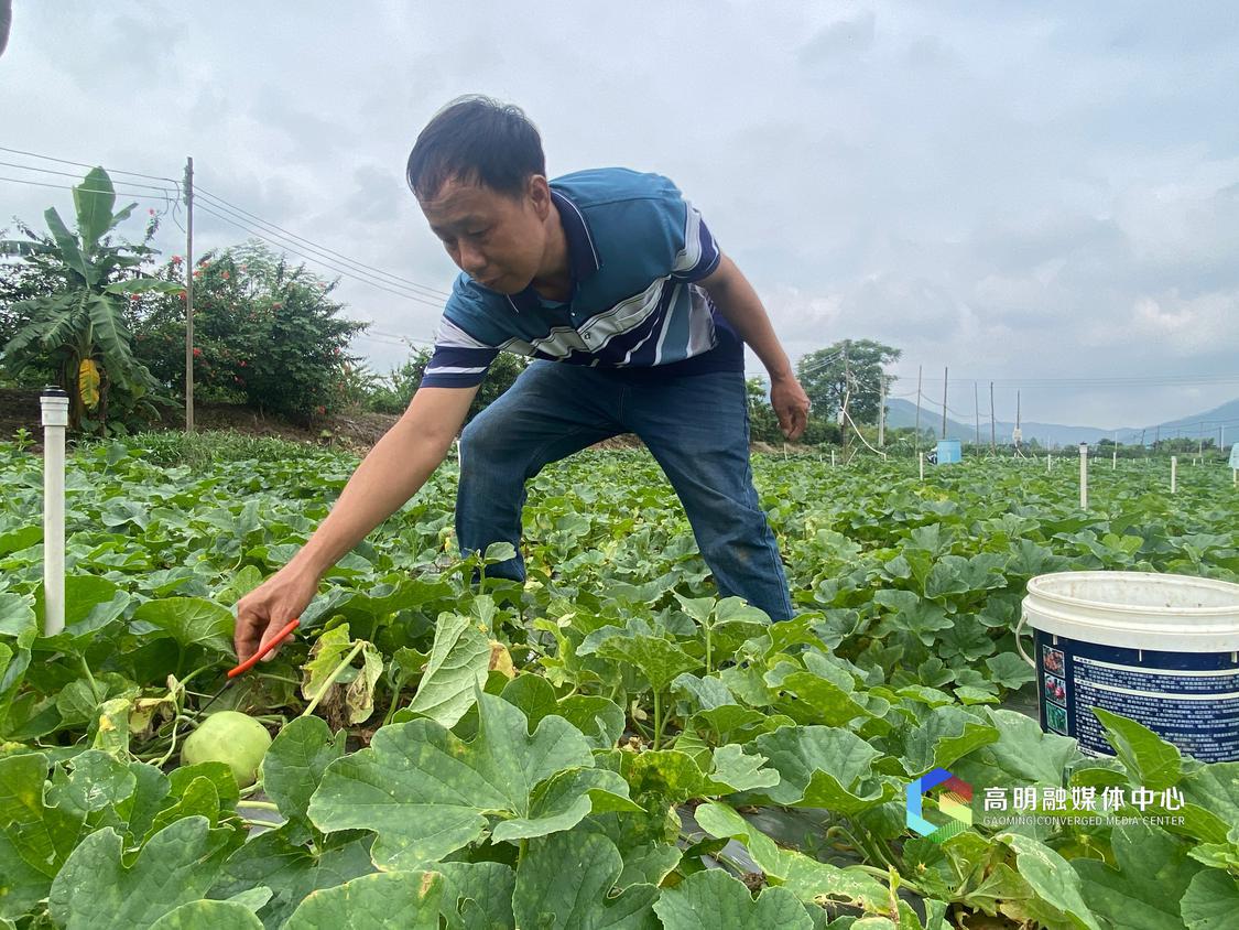 李松许摘香瓜 高明融媒记者 任家文摄.jpg