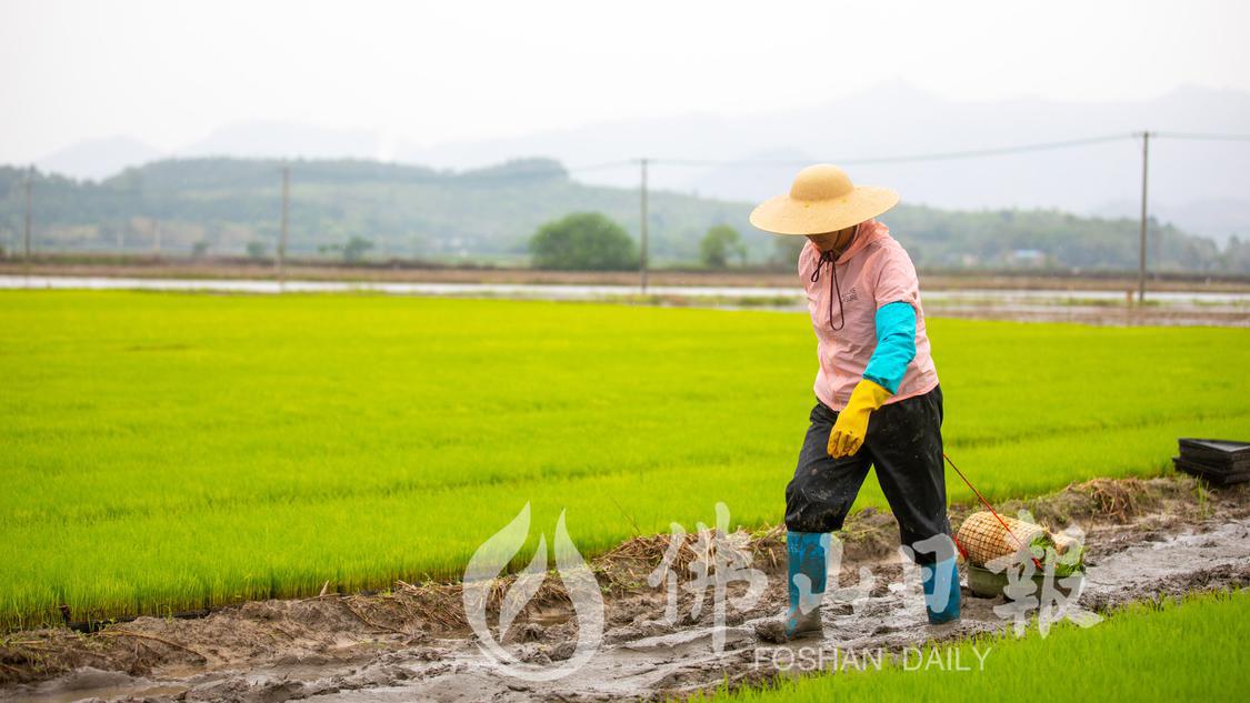 万亩稻田富硒丝苗米产业园内，农民在为插秧做准备。佛山日报记者洪海摄。2.jpg