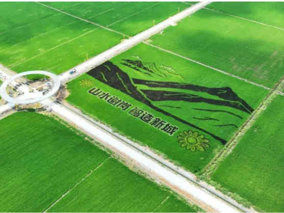 稻田画上新，东莞把粮仓种进风景里