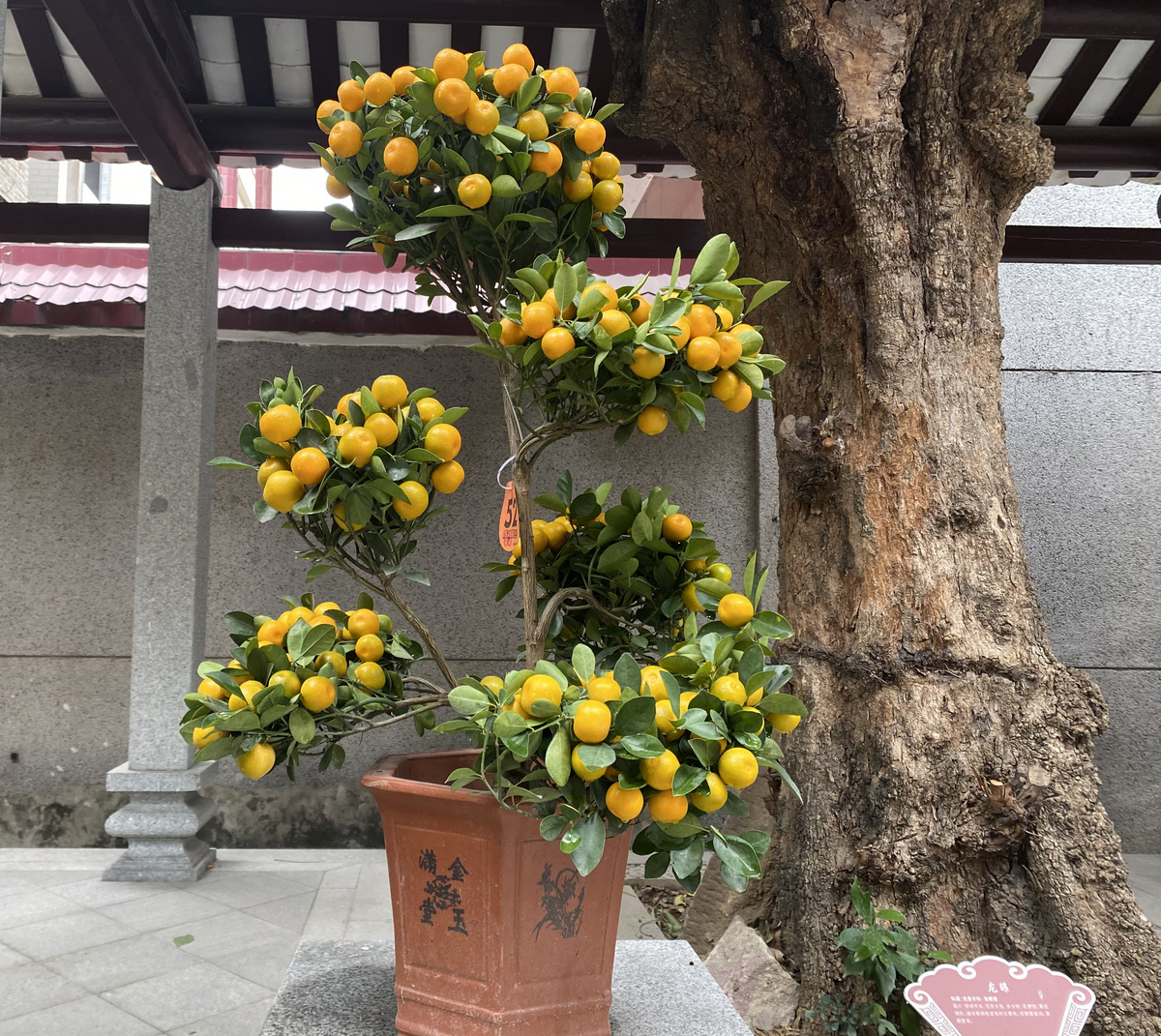 仙涌年桔:从西汉至今的千年路