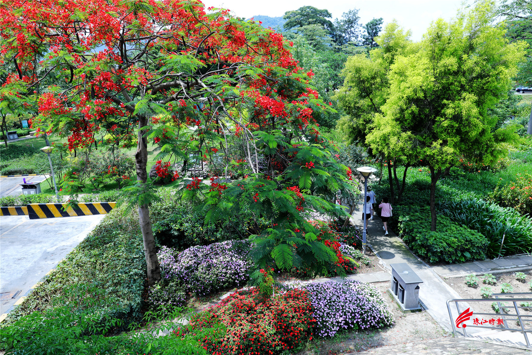 2021年,佛山市南海区西樵镇把民强公园改造成花园式公园。吸引了不少市民前来感受初夏的灿烂。(摄影:黄幼谦)