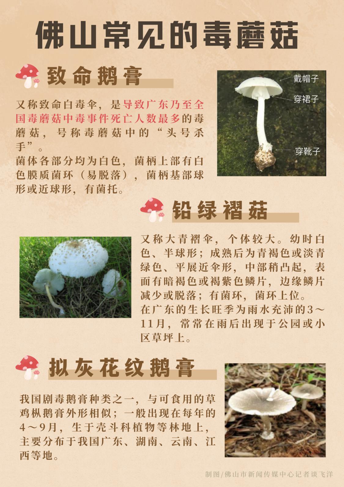 佛山常见的毒蘑菇.png