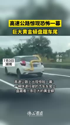 刺激！高速公路惊现巨大黄金蟒盘踞车尾
