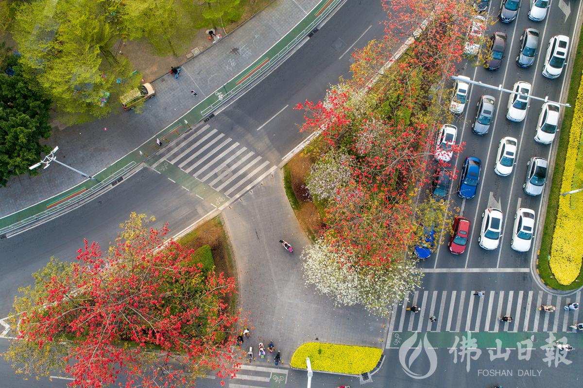 2月23日，从空中俯瞰魁奇路和佛山大道相交处，道路两旁木棉花盛开。/佛山日报记者符诗贺摄