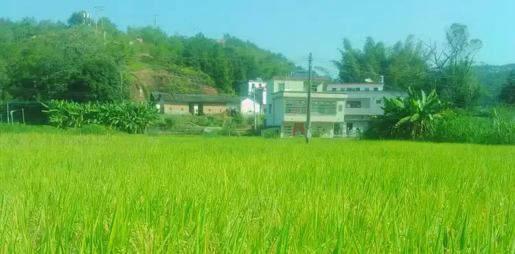 视频丨罗一星解读佛山秋色≠庆丰收!