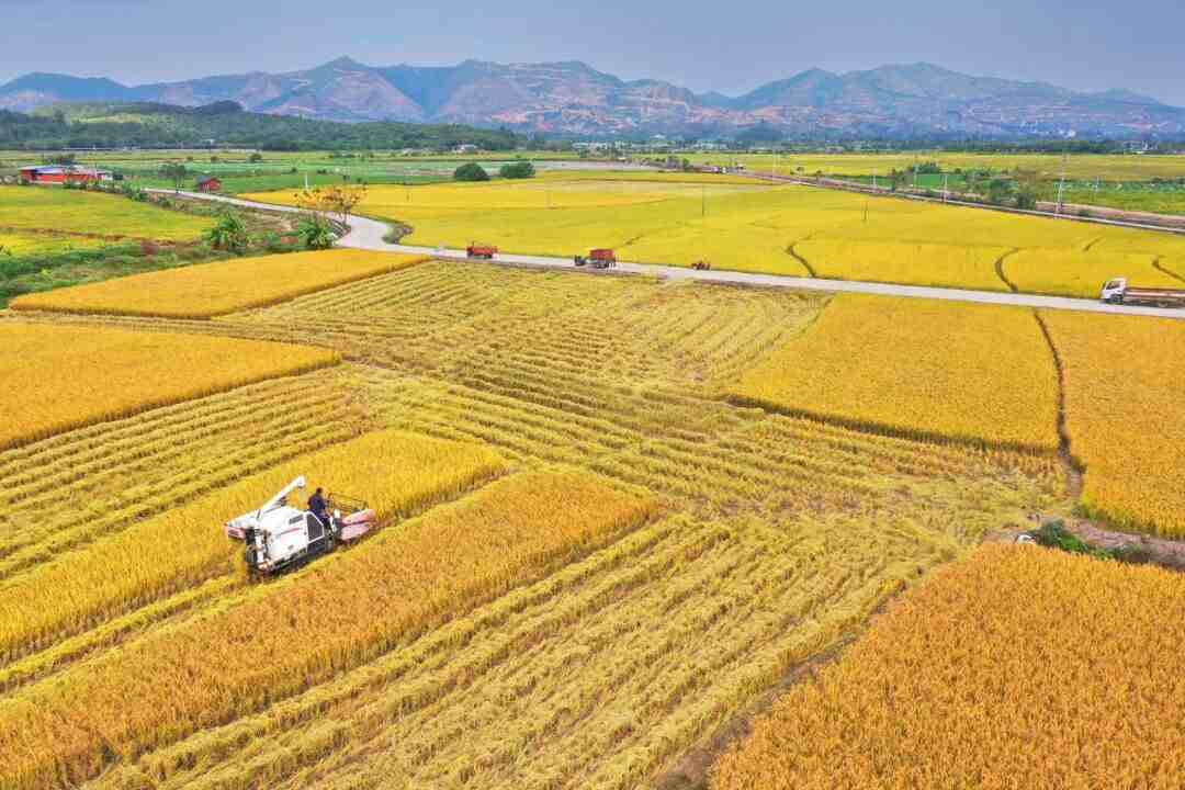富硒沃土，“有米大叔” 玩出新赛“稻”