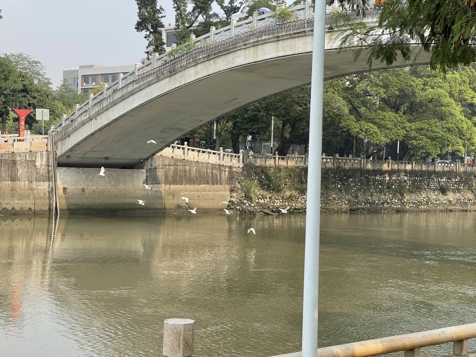 佛山涌碧道白鹭蹁跹.jpg