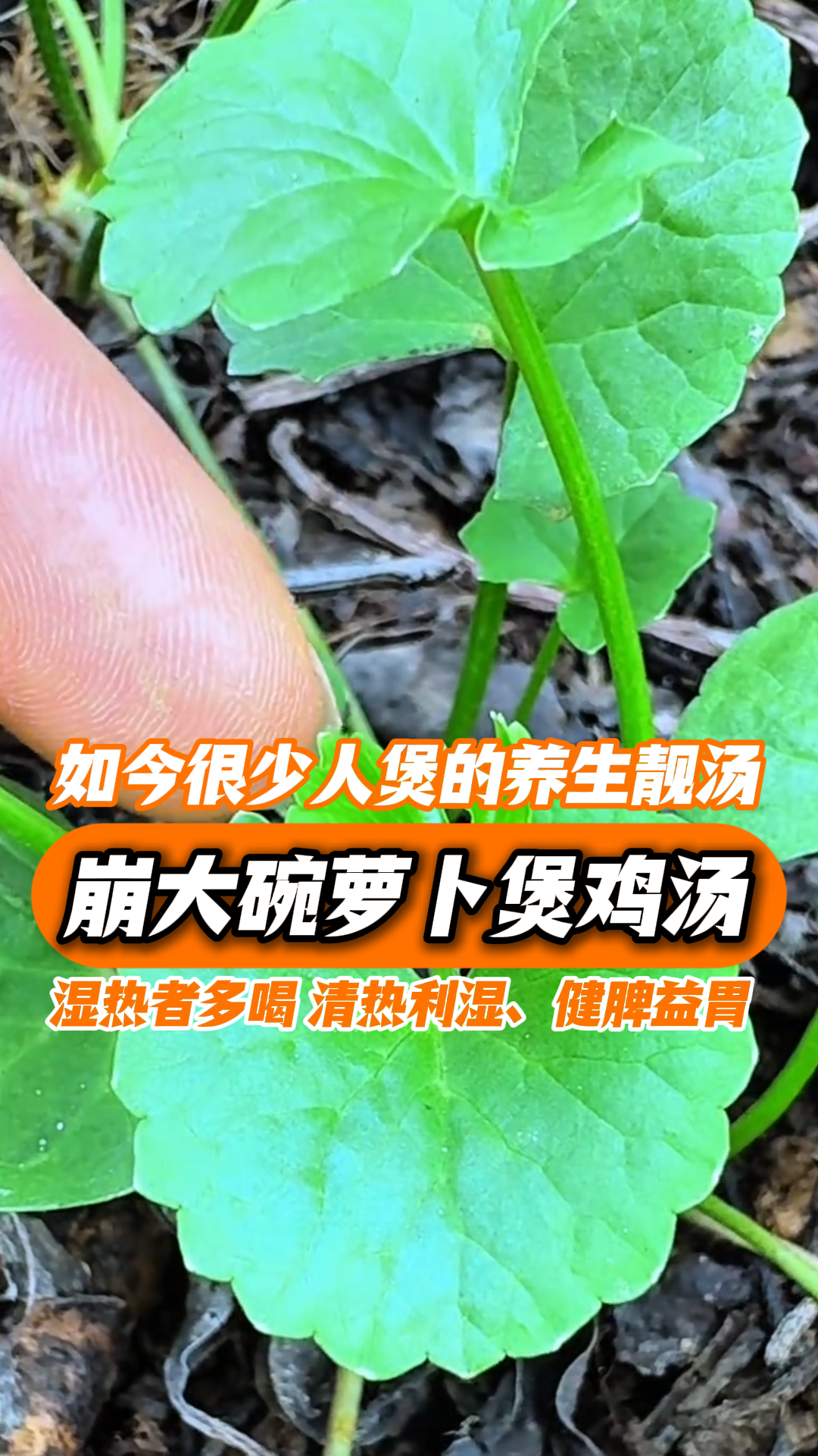 如今很少人煲的养生靓汤，这个季节喝很舒服