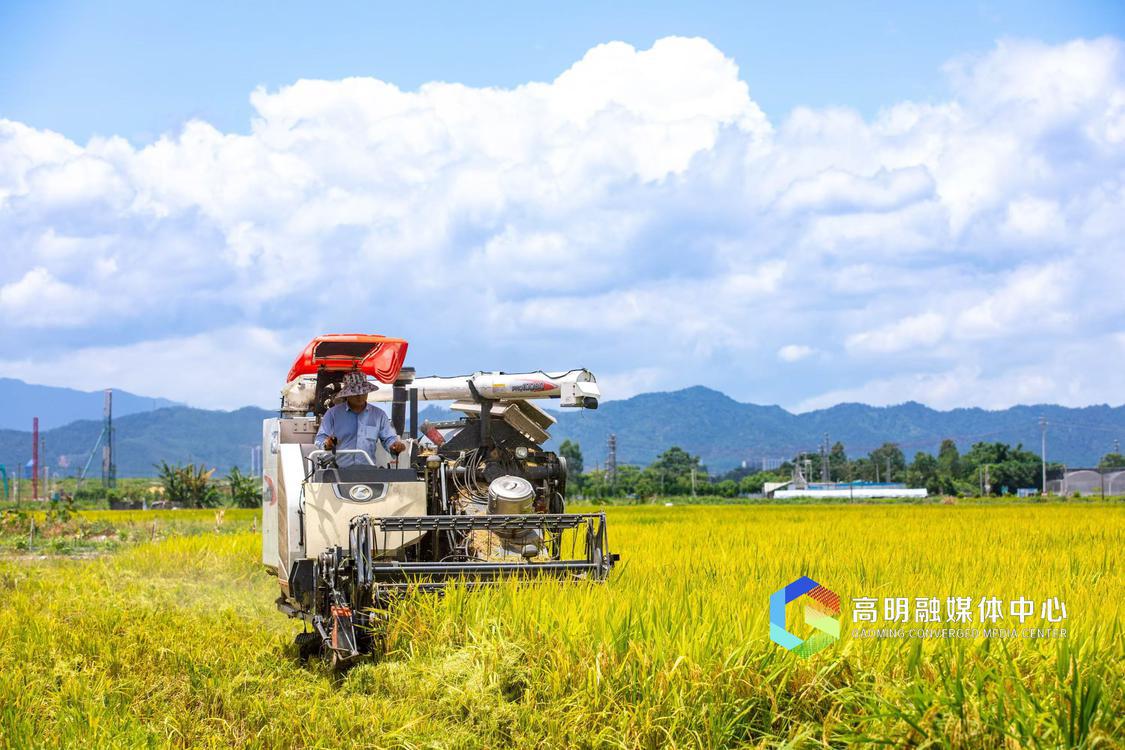 高明丝苗米产业园获批省级现代农业产业园建设。洪海供图。.jpg
