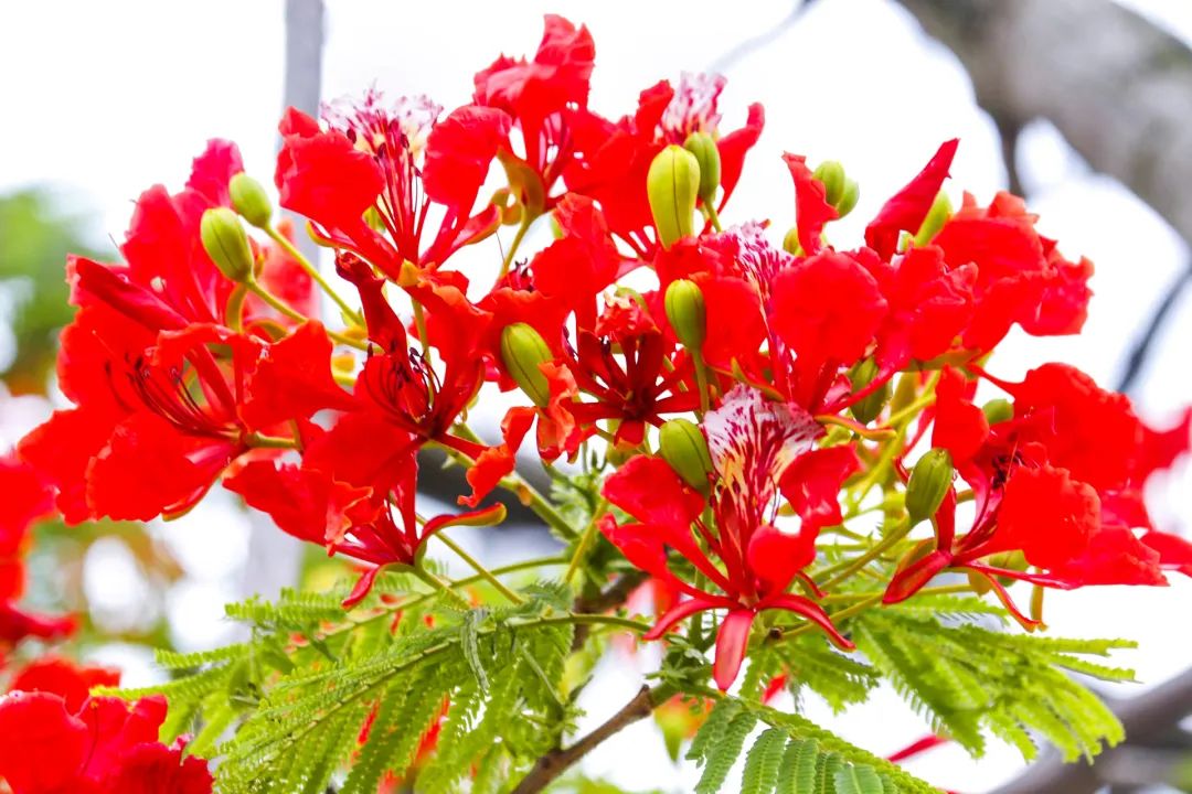凤凰花开,佛山"红了"!