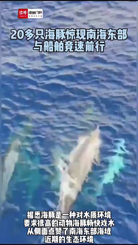 20多只海豚惊现南海东部，与船舶竞速前行