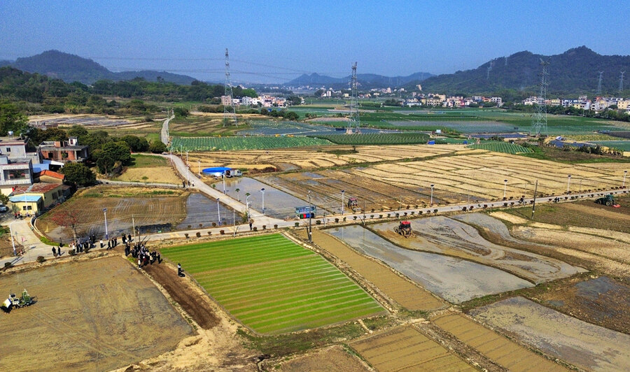 松元村240亩的连片农田,迎来一年中最忙碌的时节。 松元村240亩的连片农田,迎来一年中最忙碌的时节。