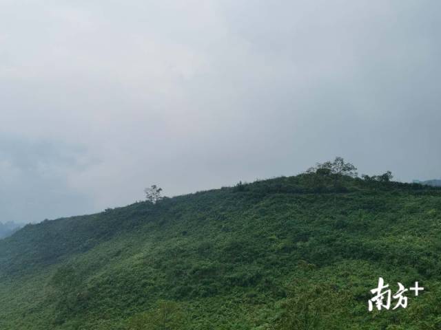 漫山遍野的蕨草下藏着数不尽的乌天麻。熊程 摄 漫山遍野的蕨草下藏着数不尽的乌天麻。熊程 摄