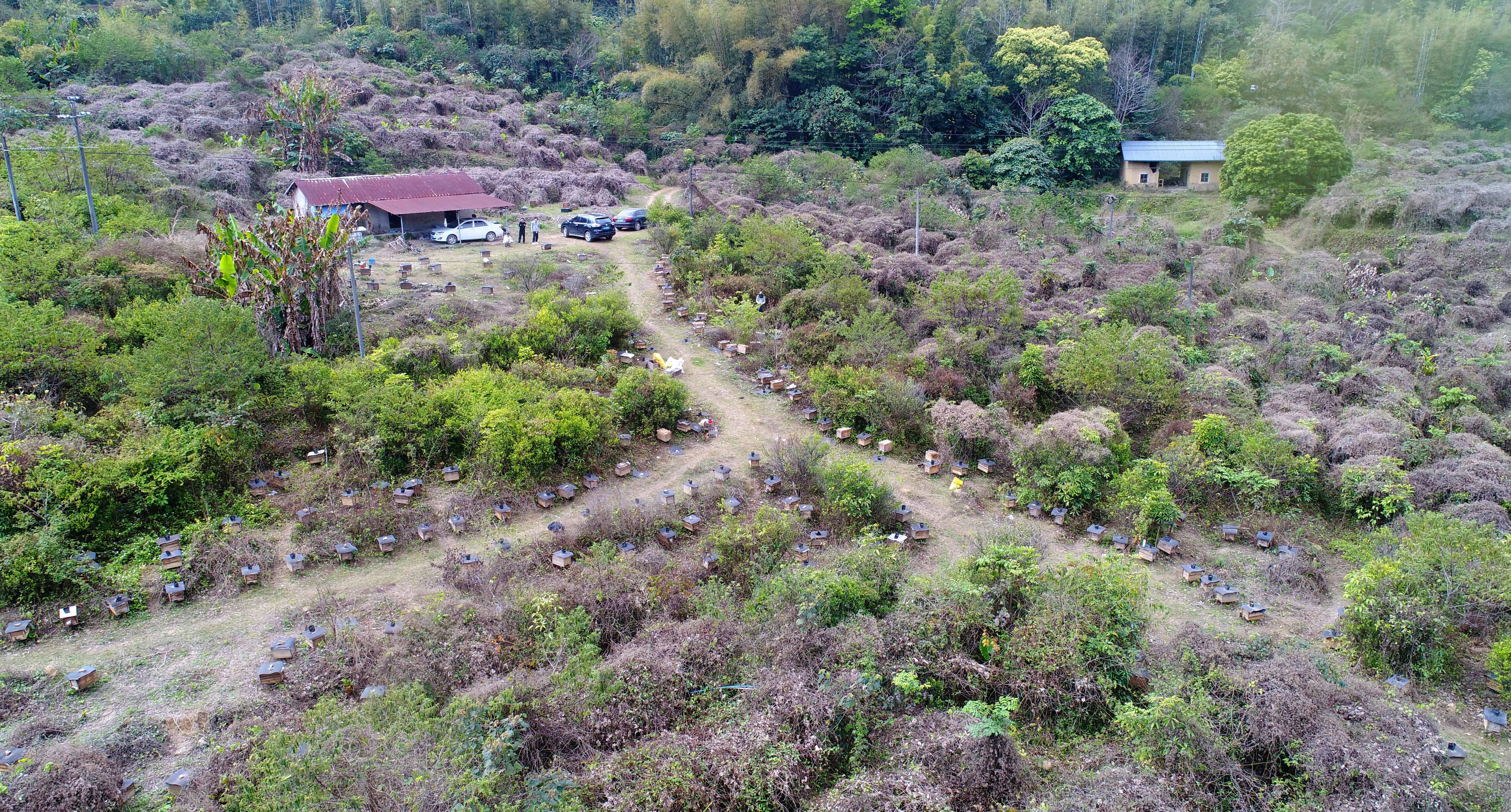 龙门全县蜂群达14.9万群,全部为现代活框饲养的华南型中华蜂,蜂蜜年产量达3600多吨、产值达3亿多元。 龙门全县蜂群达14.9万群,全部为现代活框饲养的华南型中华蜂,蜂蜜年产量达3600多吨、产值达3亿多元。