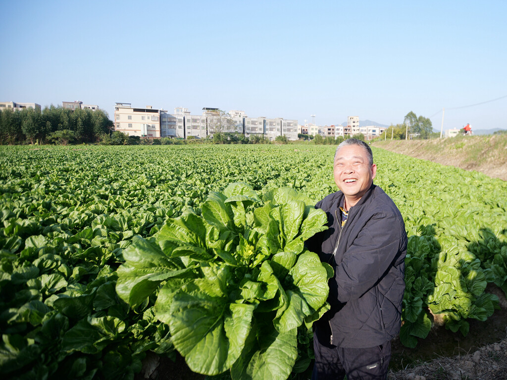惠州市环通梅菜有限责任公司负责人潘伟强抱起一颗直径超过50厘米的梅菜,看着梅菜长势喜人,他也笑开了花。 惠州市环通梅菜有限责任公司负责人潘伟强抱起一颗直径超过50厘米的梅菜,看着梅菜长势喜人,他也笑开了花。