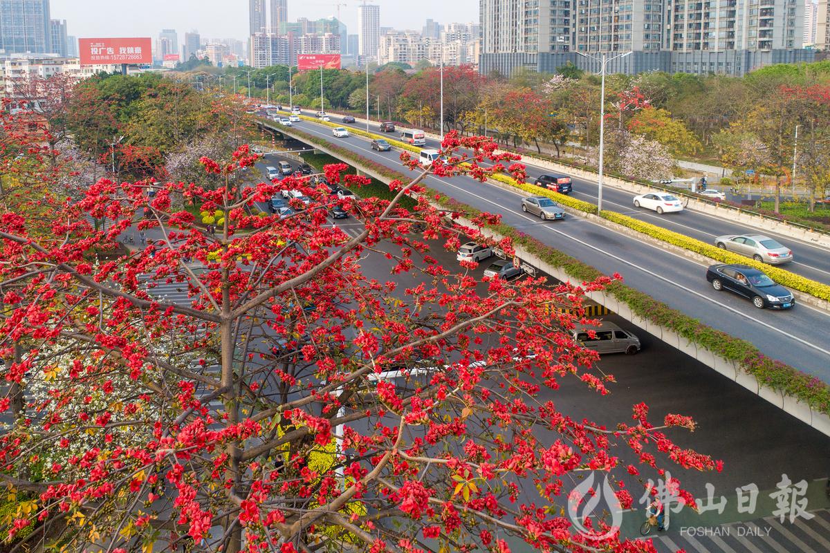 2月23日，从空中俯瞰魁奇路和佛山大道相交处，道路两旁木棉花盛开。/佛山日报记者符诗贺摄
