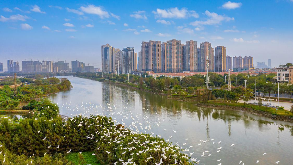 2022-9-29位于顺德区大良街道桂畔海水系环境优美，大批鹭鸟在岸旁栖息。佛山日报记者王澍摄.jpg