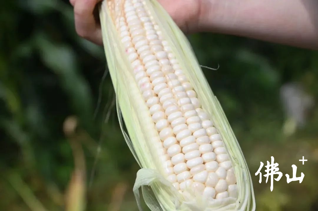 用西江水浇灌的水果玉米,特别清甜多汁,奶香扑鼻,即摘即吃,风味独特。镇街供图.jpg