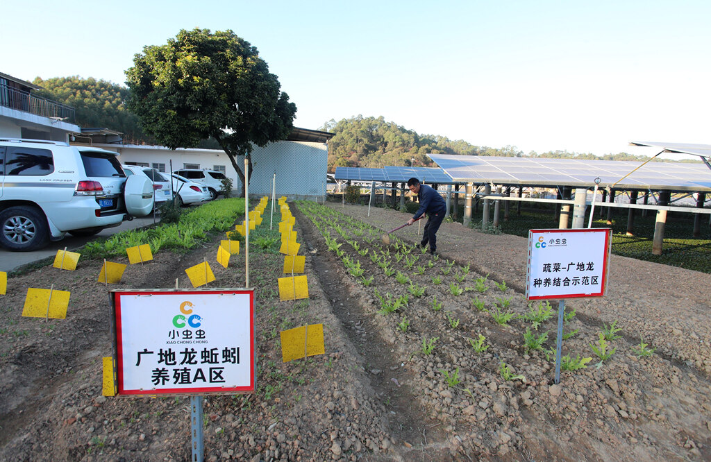 "蔬菜+广地龙种养结合的试验田。 "蔬菜+广地龙种养结合的试验田。