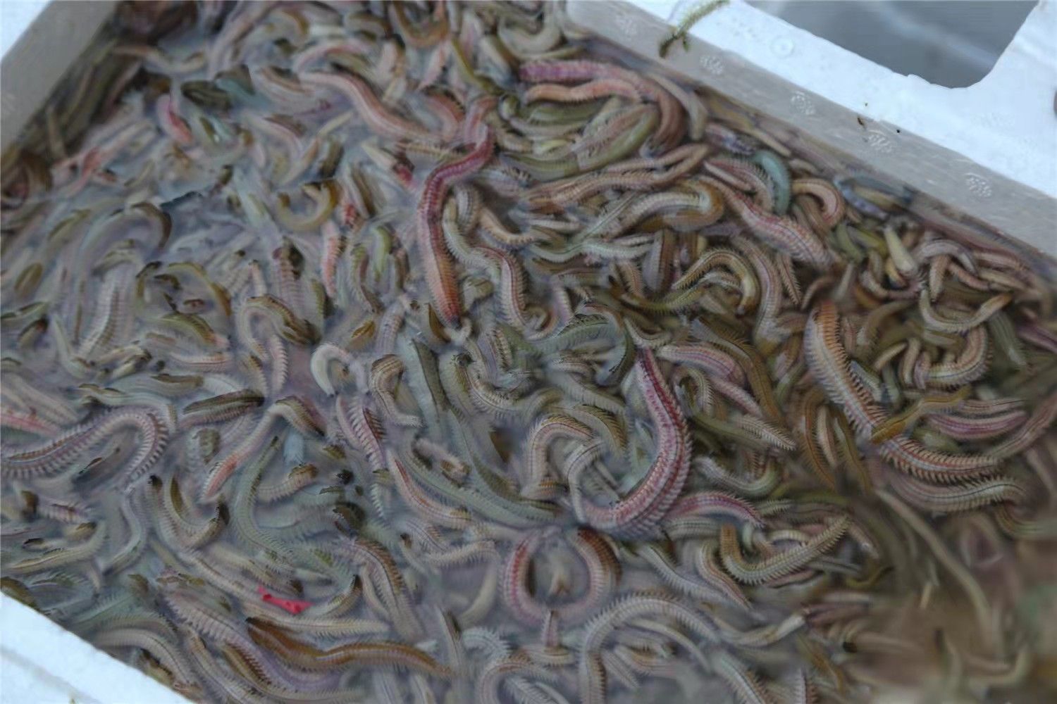 正在上传...