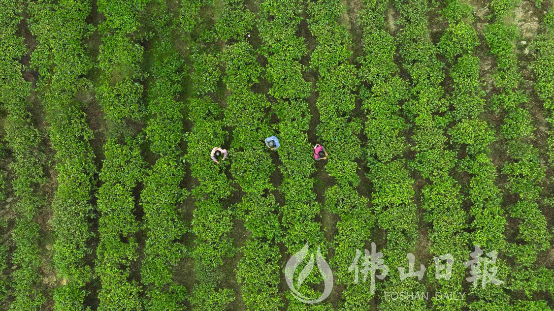 DJI_0321.jpg