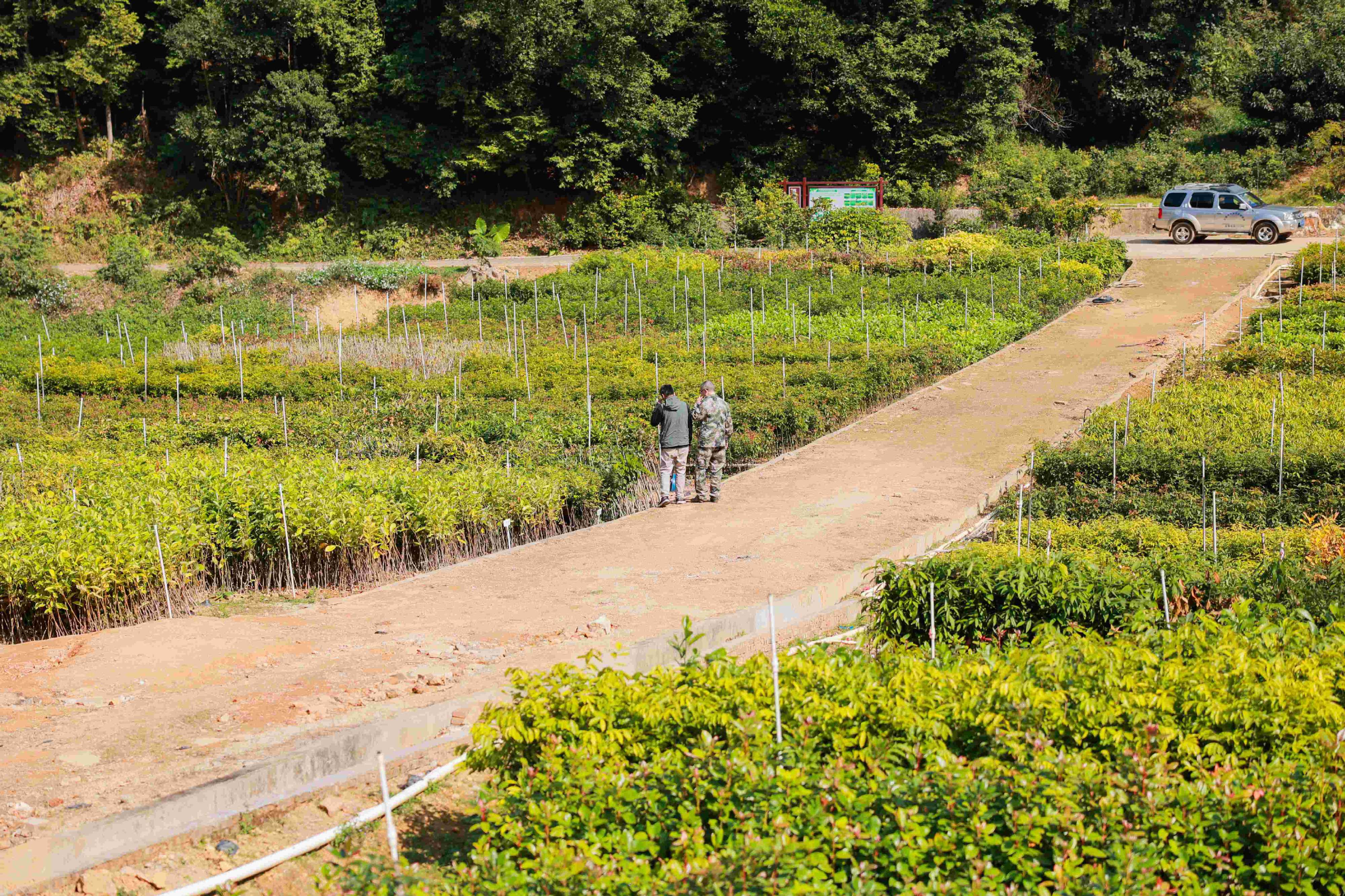 新春走基层｜“育苗先锋”坚守一线近20年 春节继续守护苗木过寒冬