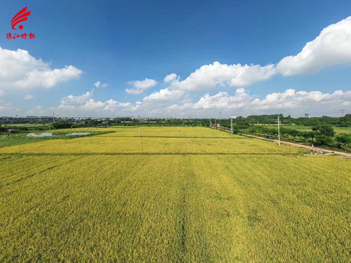 狮山镇新和村连片稻田。珠江时报全媒体记者廖明璨摄.jpg