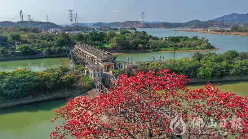 2月17日，顺德区龙江镇甘竹滩水利枢纽遗址《敢为天下先 木棉盛开时》。/佛山日报摄影俱乐部影友霍伟权摄