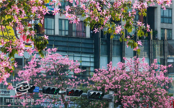 桂城城市广场路口,人行斑马线四个对角安全岛上,异木棉盛开。珠江时报记者 方智恒 实习生 廖明璨 摄