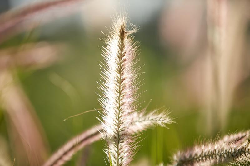 “发光”的狼尾草。/佛山日报记者吕润致摄