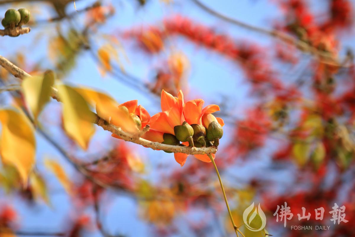 2月20日，季华园木棉花盛开。/佛山日报摄影俱乐部影友徐懿君摄