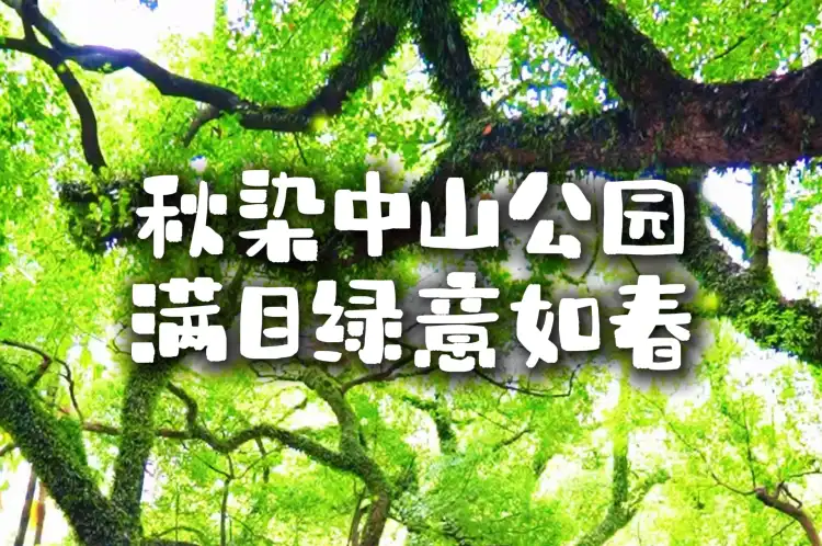 视频|秋染中山公园,满目绿意如春!